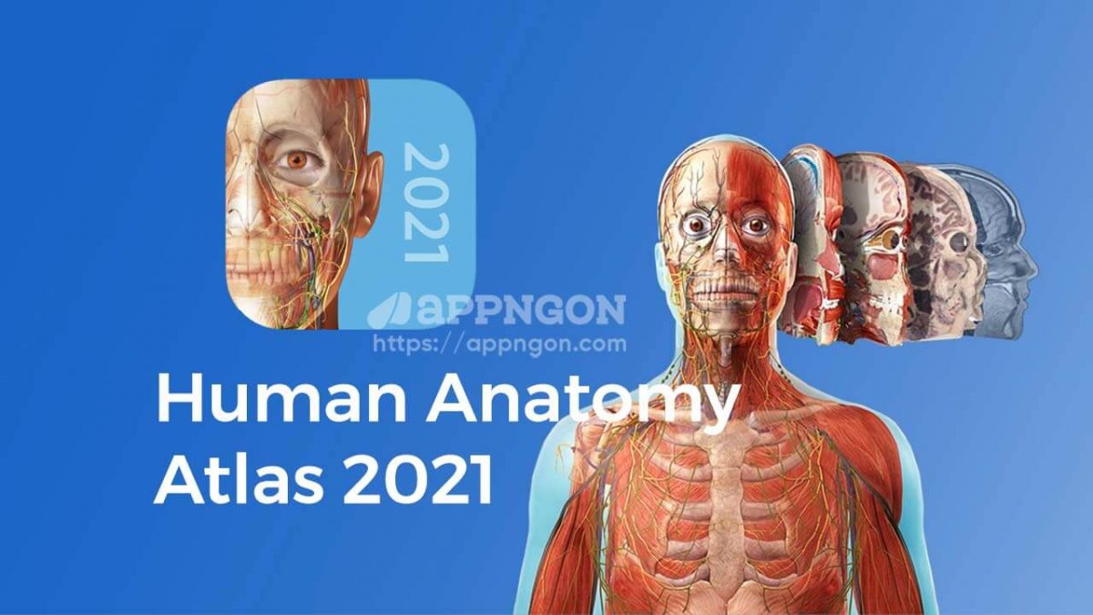 human anatomy atlas 3d free download